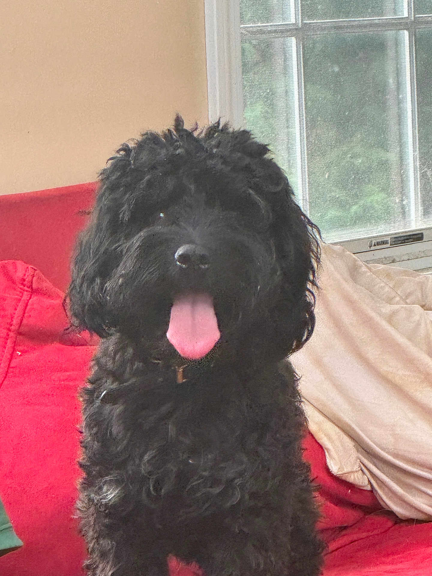 Molly