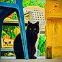 Oslo a rejoint le concours — aidez-le/la à gagner de superbes lots ! black_cat, cat, animal, pet, outdoor, plastic_chair, wooden_patio, greenery, plants, furniture, yellow_eyes, sitting, quiet, nature, portrait, domestic_cat, curious, shadow, daylight, calm