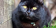 Oslo participe au concours pour gagner de l'argent avec cette photo : cat, black_cat, animal, pet, grass, outdoor, nature, feline, collar, bell, wood, close_up, portrait, curious, yellow_eyes, mammal, domestic_animal, fur, whiskers, resting