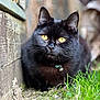 cat, black_cat, animal, pet, grass, outdoor, nature, feline, collar, bell, wood, close_up, portrait, curious, yellow_eyes, mammal, domestic_animal, fur, whiskers, resting