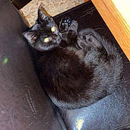 Oslo a rejoint le concours — aidez-le/la à gagner de superbes lots ! black_cat, cat, animal, pet, indoor, leather_chair, black_leather, curled_up, looking_up, floor, tiled_floor, table, wooden_table, hand, reflection, bright_eyes, furniture, cozy, snapshot, candid