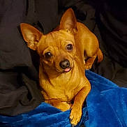 Elvis joined the competition — help win amazing prizes! dog, brown_dog, small_dog, pet, animal, lying_down, blanket, blue_blanket, cozy, ears, tongue_out, cute, indoor, fur, looking_at_camera, resting, domestic_animal, companion, relaxed, bed