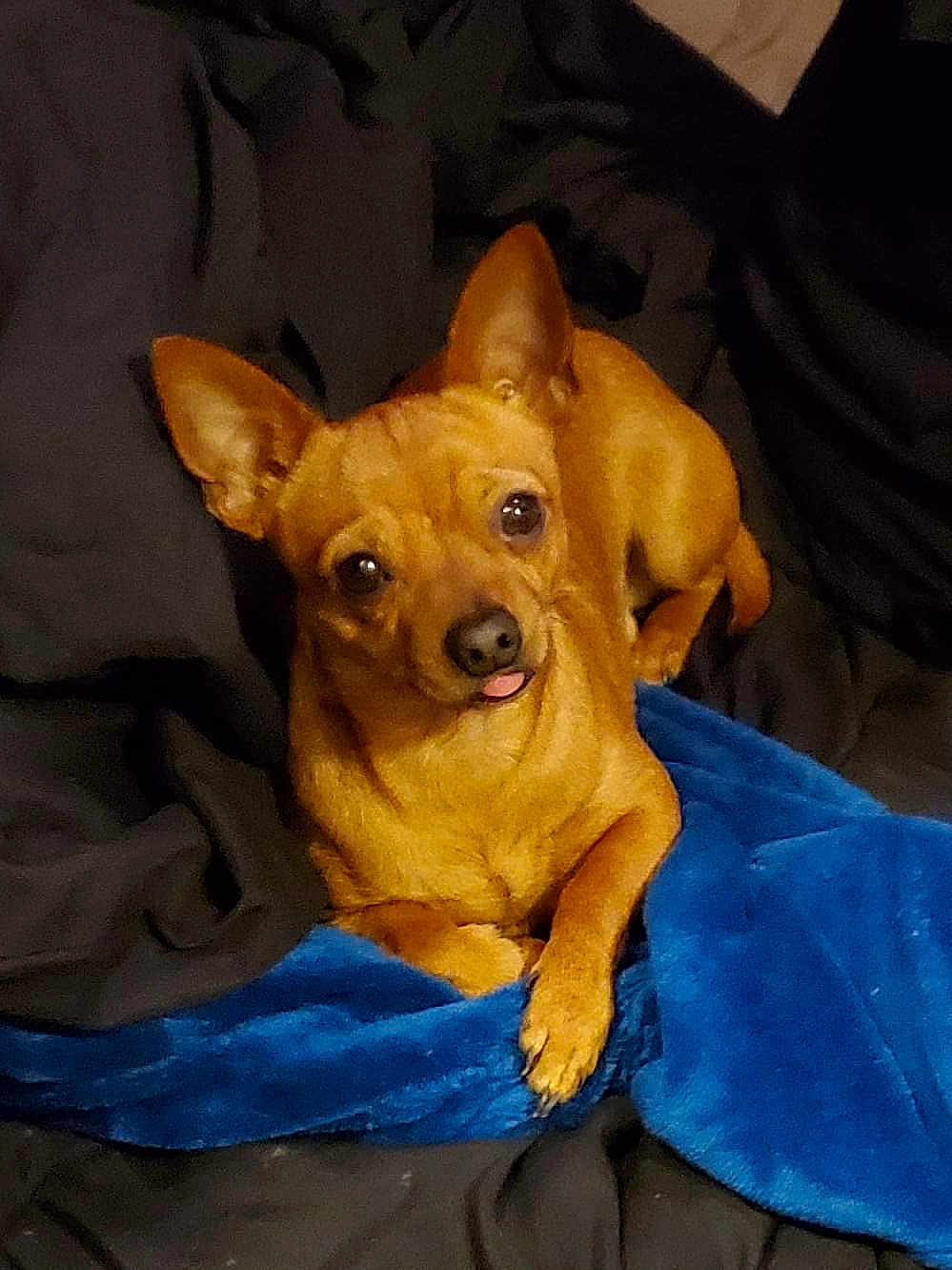 Elvis