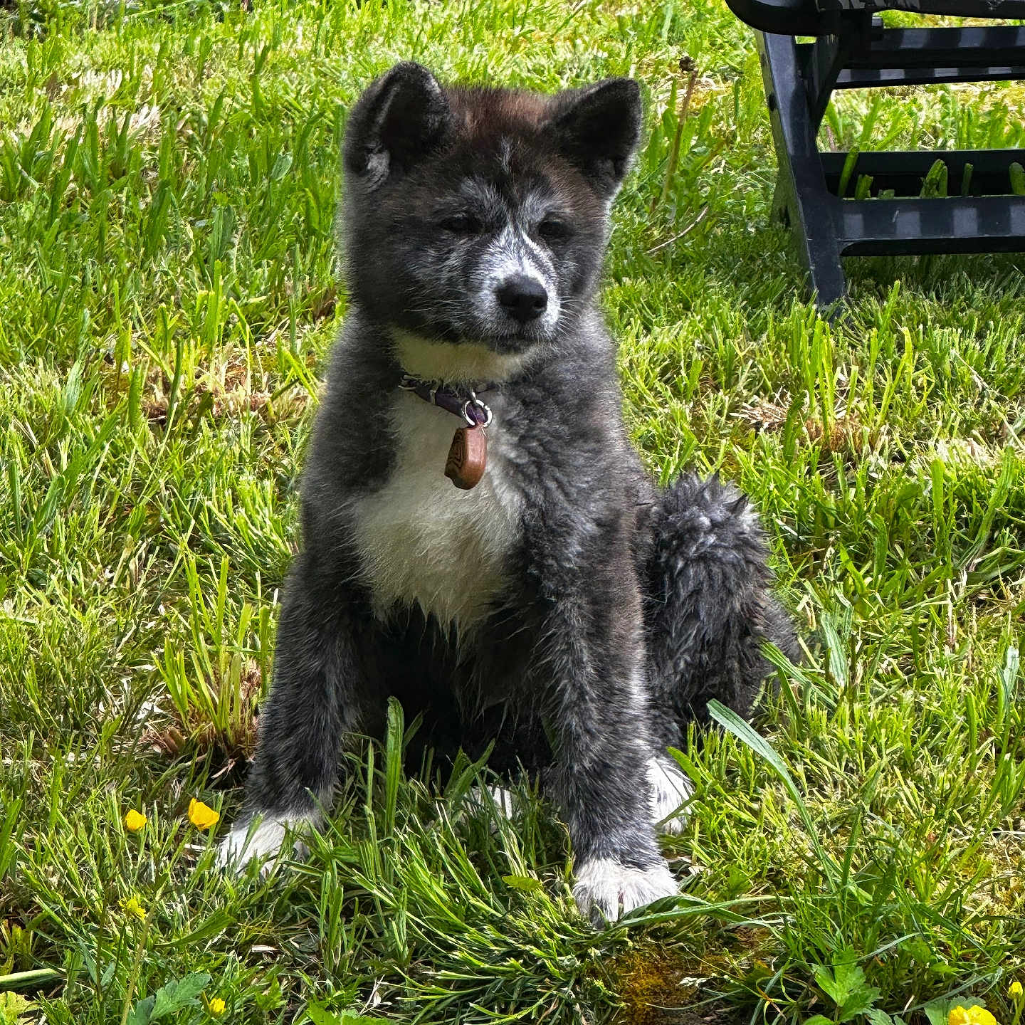 Ava