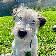 Vick a rejoint le concours — aidez-le/la à gagner de superbes lots ! dog, puppy, grass, outdoor, sunlight, flowers, pet, animal, closeup, fur, collar, cute, nature, daylight, playful, scruffy, greenery, nose, ears, whiskers