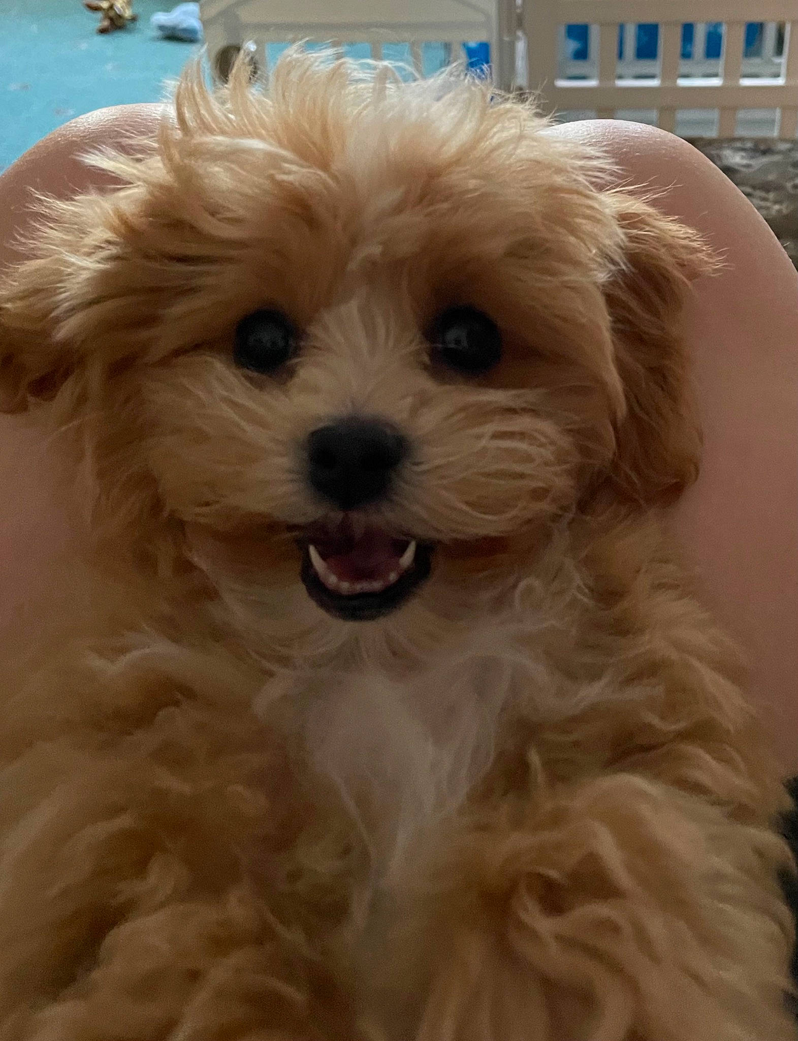 Gizmo is registered to the contest to win money with this photo: building, carnivore, companion_dog, dog, dog_breed, dog_collar, fur, glasses, hair, liver, maltepoo, small_terrier, snout, sporting_group, terrier, toy_dog, water_dog, whiskers, window, working_animal