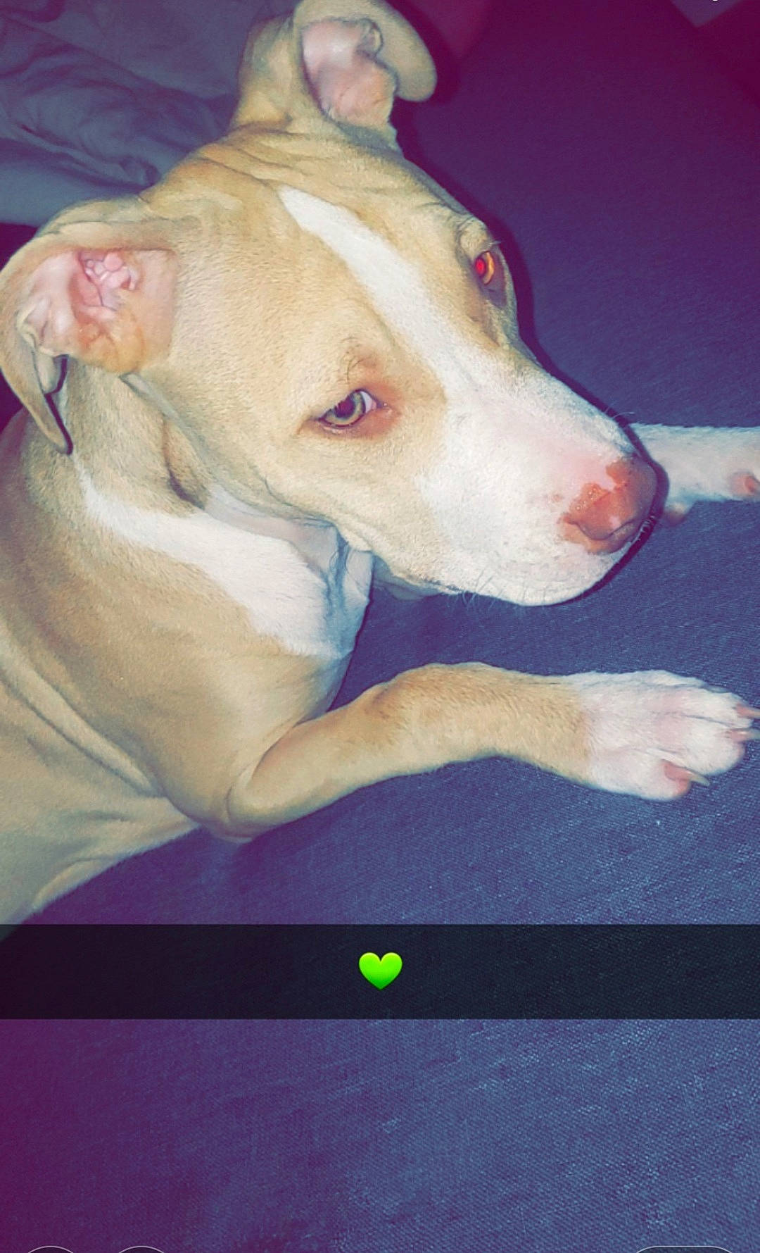 Shadow a rejoint le concours — aidez-le/la à gagner de superbes lots ! ancient_dog_breeds, art, canidae, carnivore, companion_dog, dog, dog_breed, ear, fawn, jaw, molosser, non_sporting_group, puppy, sporting_group, terrestrial_animal, whiskers, working_animal