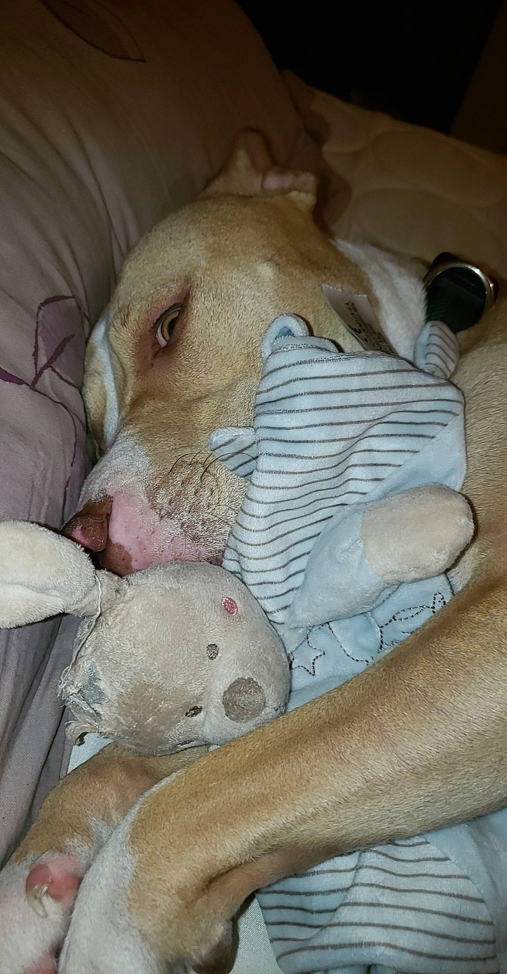 Shadow a rejoint le concours — aidez-le/la à gagner de superbes lots ! bed, bedtime, cage, canidae, carnivore, comfort, companion_dog, dog, dog_breed, fawn, fur, paw, pet_supply, plush, snout, sporting_group, stuffed_toy, toy, whiskers, working_animal