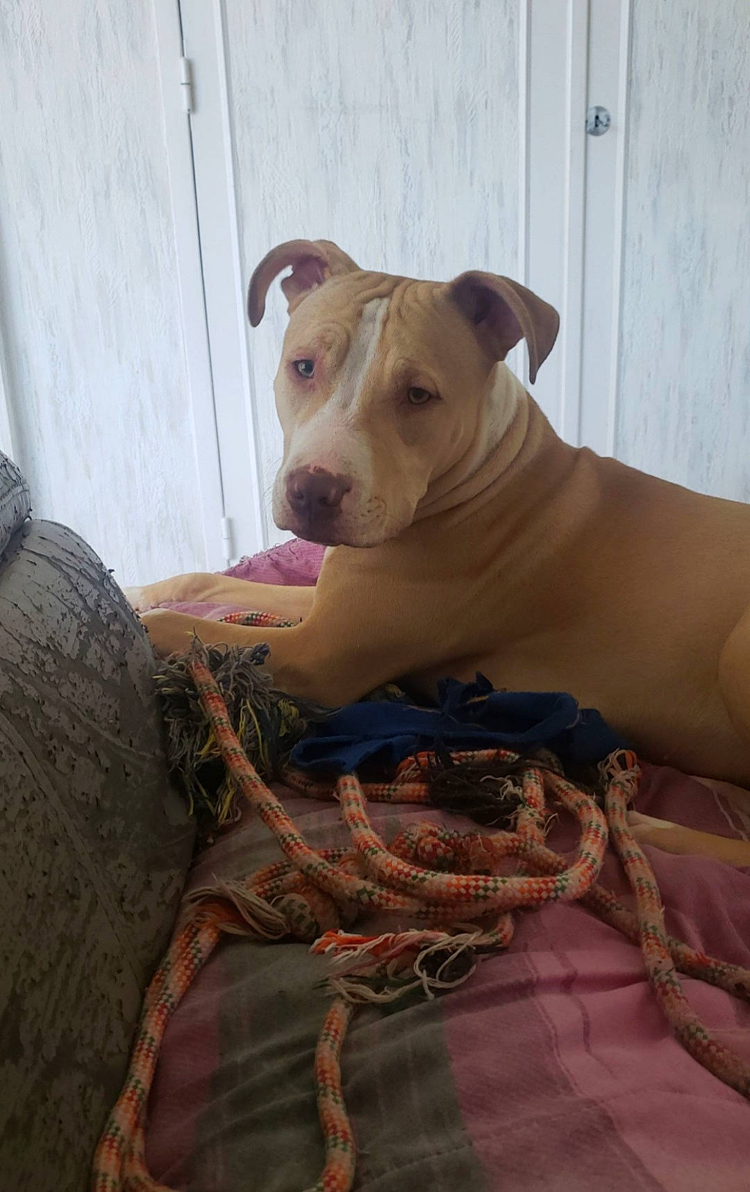 Shadow participe au concours pour gagner de l'argent avec cette photo : canidae, carnivore, collar, comfort, companion_dog, dog, dog_breed, dog_collar, dog_supply, fawn, guard_dog, mammal, non_sporting_group, pet_supply, snout, sporting_group, terrestrial_animal, vertebrate, wood, working_animal