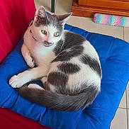 Berlioz a rejoint le concours — aidez-le/la à gagner de superbes lots ! cat, feline, pet, indoor, cushion, blue_cushion, red_chair, black_and_white, fur, tail, floor_tile, wooden_cabinet, domestic, relaxed, curious, animal, resting, household, colorful_object, closeup
