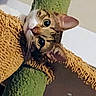 animal, cat, cat_tree, close_up, cozy, curious, domestic, ears, feline, fur, green, indoor, looking, pet, playful, tabby, texture, whiskers, wide_eyes, yellow