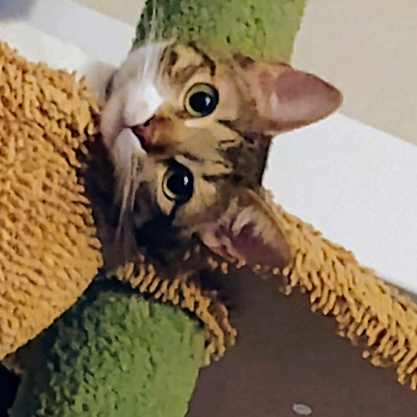 Gilda