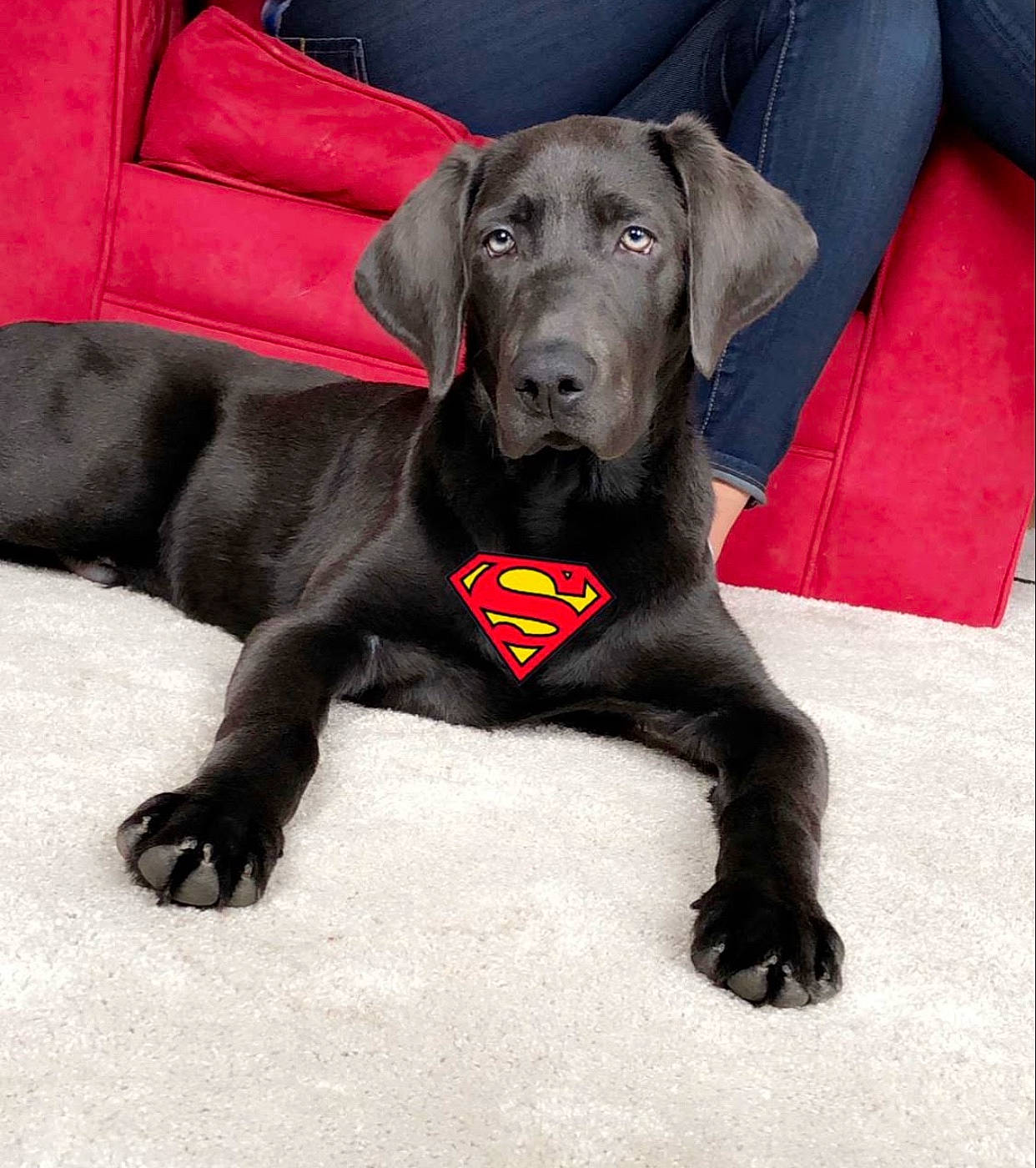 Denali is registered to the contest to win money with this photo: borador, canidae, carnivore, collar, comfort, companion_dog, dog, dog_breed, dog_collar, dog_supply, gun_dog, hunting_dog, liver, logo, non_sporting_group, pet_supply, snout, sporting_group, terrestrial_animal, working_animal