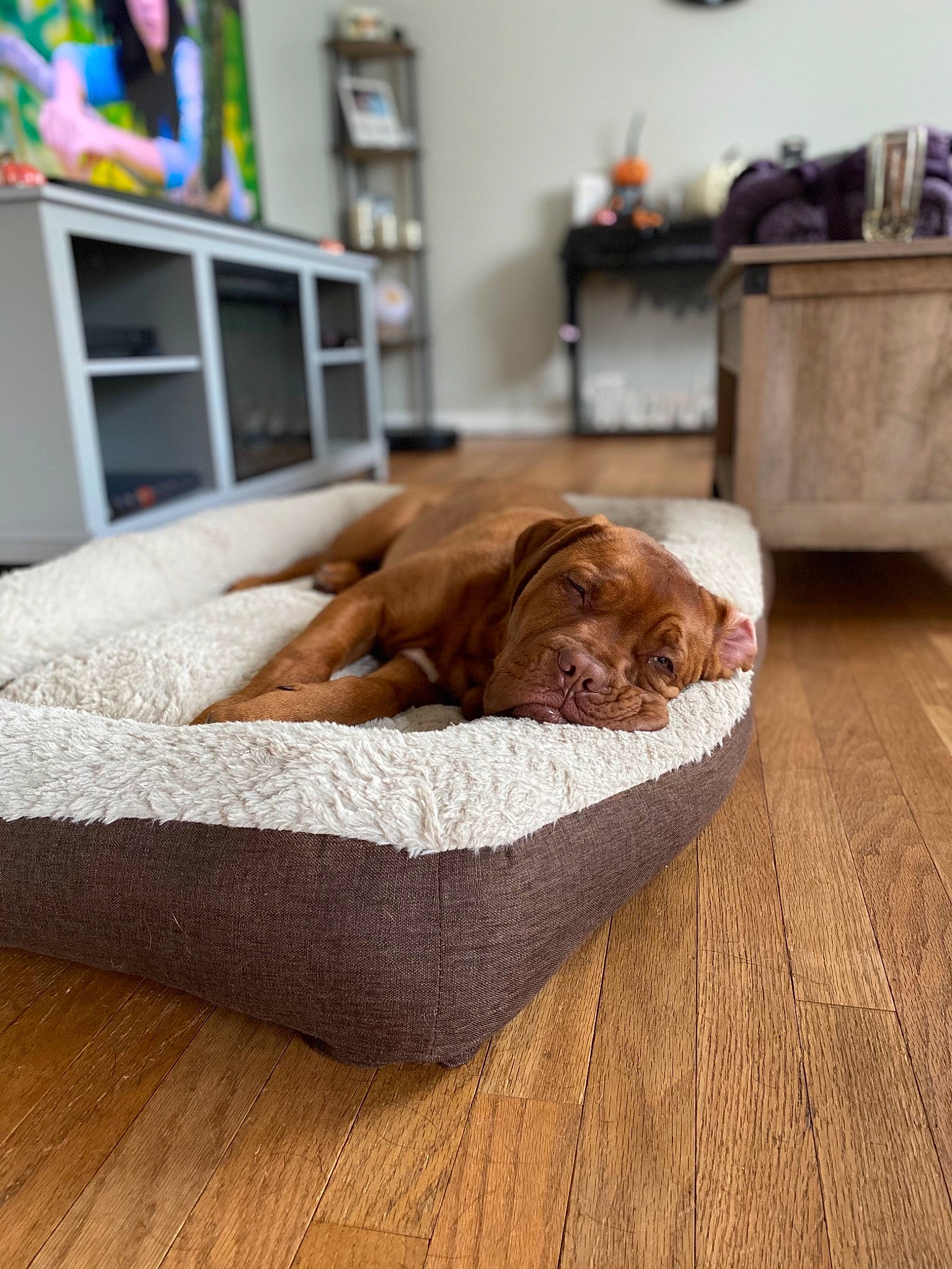 Raptor is registered to the contest to win money with this photo: brown, carnivore, comfort, companion_dog, dog, dog_breed, fawn, felidae, floor, flooring, grey, hardwood, interior_design, linens, liver, living_room, pet_supply, picture_frame, room, wood