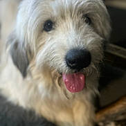 Peanut is registered to the contest to win money with this photo: animal, blurry, canine, closeup, cute, dog, domestic_animal, eyes, face, fluffy, friendly, fur, happy, indoor, laying_down, mammal, nose, pet, portrait, tongue_out