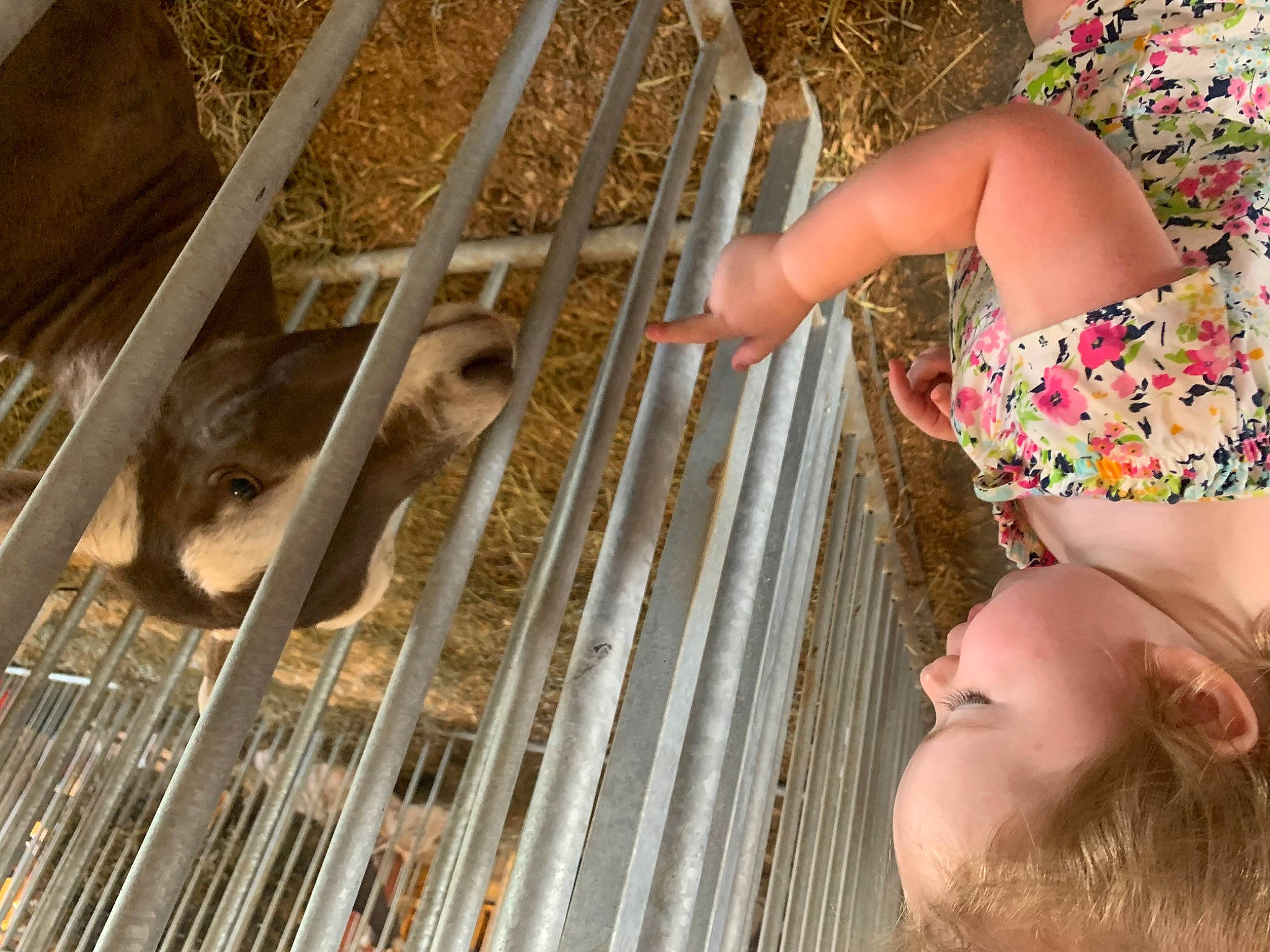 Ariella joined the competition — help win amazing prizes! animal_shelter, eyewear, fawn, fun, fur, grass, human_leg, leisure, livestock, mammal, nail, pattern, people_in_nature, person, pet_supply, plant, sunglasses, thigh, vertebrate, wood