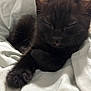 black_kitten, cat, sleeping, nap, fur, whiskers, paw, ears, pet, animal, cute, cozy, soft, blanket, indoor, resting, feline, close_up, adorable, peaceful