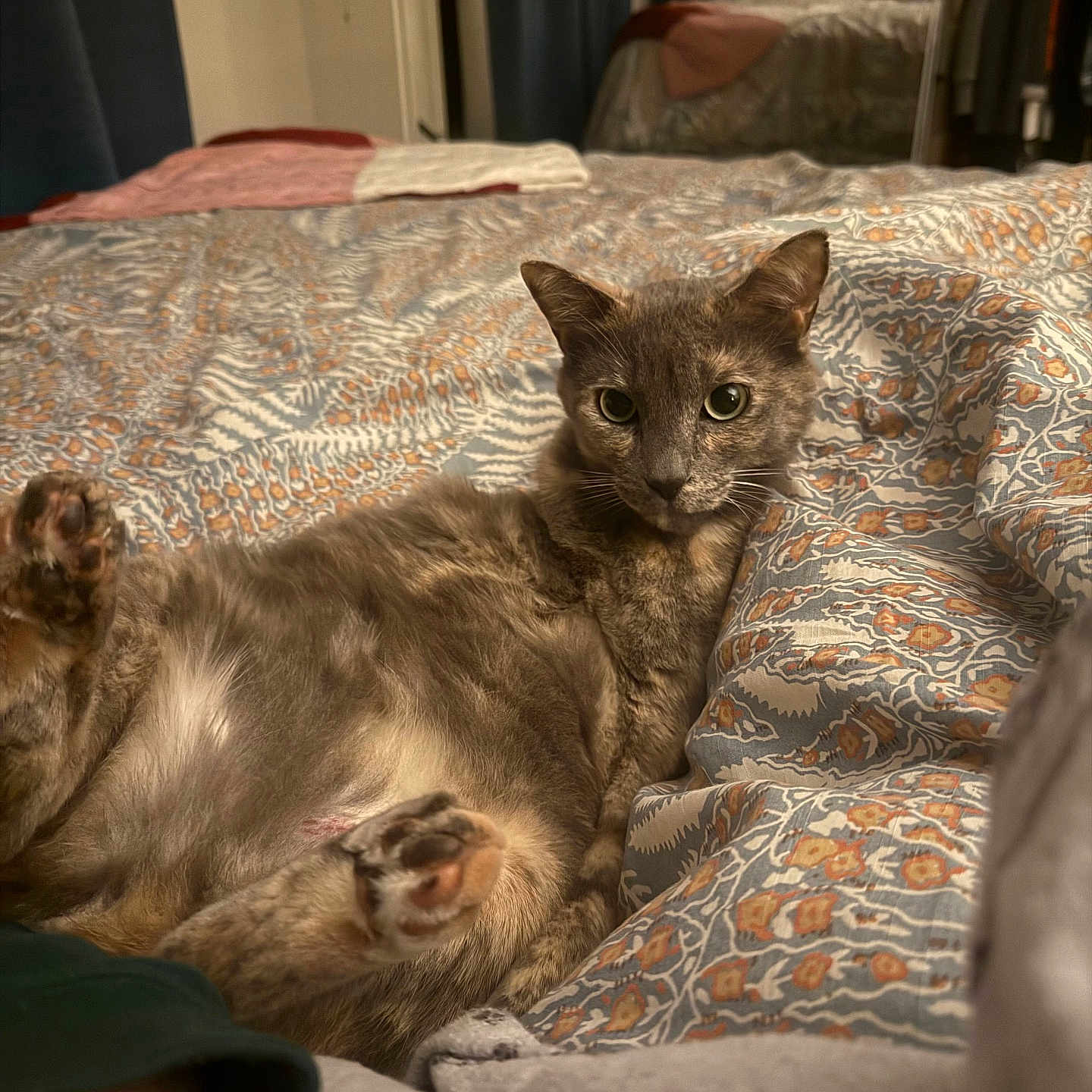 Zoebear is registered to the contest to win money with this photo: animal, bed, bedroom, blanket, cat, comfort, cozy, curious, domestic, feline, fur, indoor, looking, pattern, paw, pet, relaxed, resting, sleepy, soft_light