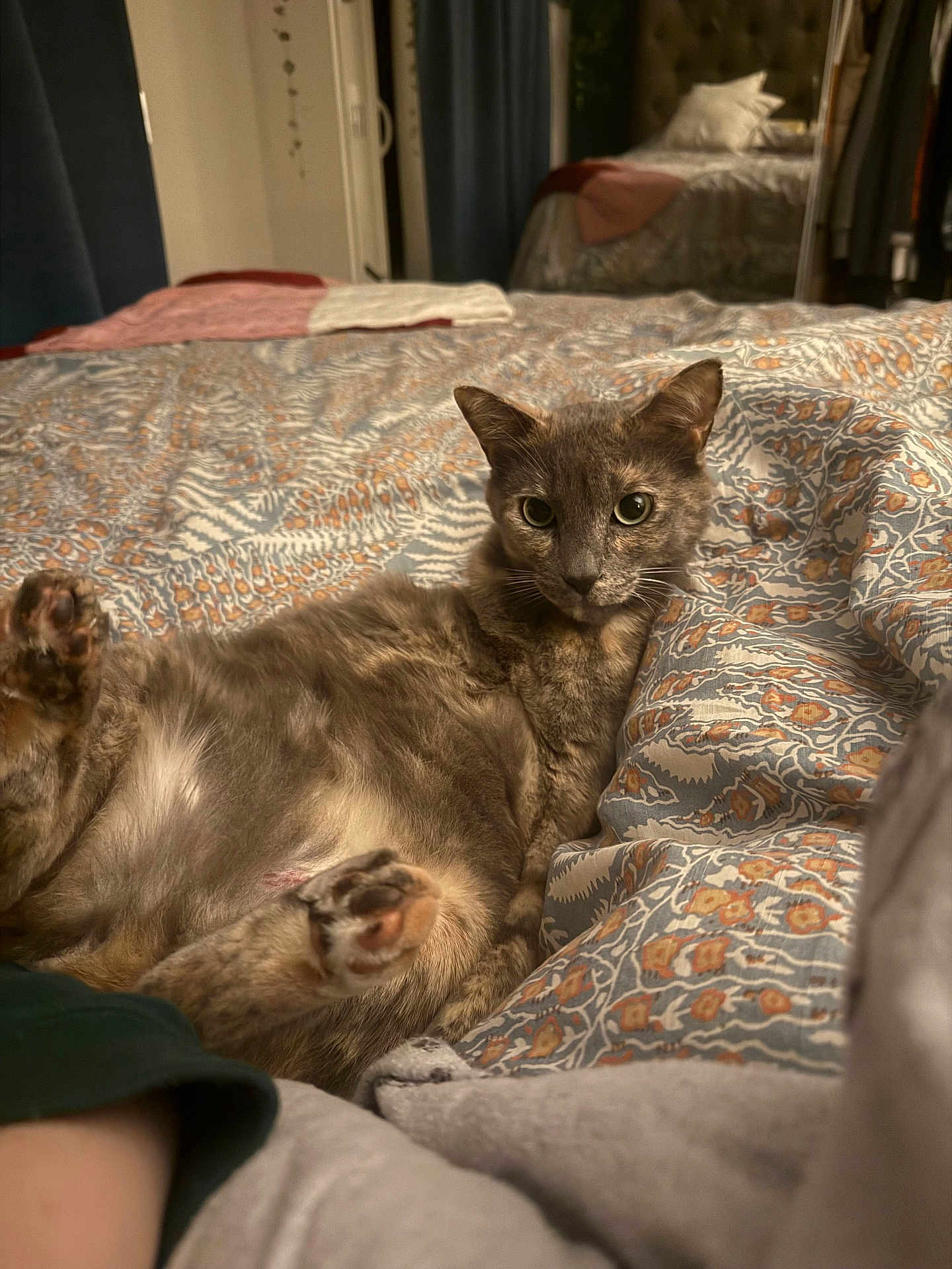Zoebear is registered to the contest to win money with this photo: animal, bed, bedroom, blanket, cat, comfort, cozy, curious, domestic, feline, fur, indoor, looking, pattern, paw, pet, relaxed, resting, sleepy, soft_light