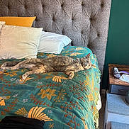 Zoebear joined the competition — help win amazing prizes! cat, bed, pillows, headboard, blanket, nightstand, plant, window, flower, indoor, furniture, relaxed, sleeping, pet, cozy, wood, green_wall, decor, room, household