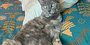 Zoebear is registered to the contest to win money with this photo: cat, tortoiseshell_cat, bed, pillow, indoor, furniture, relaxed, animal, pet, fur, tail, whiskers, home, cozy, patterned_bedspread, sleepy, cute, domestic_cat, resting, curious