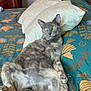 cat, tortoiseshell_cat, bed, pillow, indoor, furniture, relaxed, animal, pet, fur, tail, whiskers, home, cozy, patterned_bedspread, sleepy, cute, domestic_cat, resting, curious