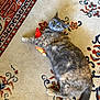 Zoebear is registered to the contest to win money with this photo: cat, tortoiseshell_cat, toy, fish_toy, rug, patterned_rug, pet, animal, feline, claw, paw, fur, relaxed, indoor, laying_down, playful, cute, domestic_cat, whiskers, tail