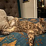 Zoebear joined the competition — help win amazing prizes! cat, bed, pillow, indoor, feline, resting, fur, patterned_bedspread, curious_eyes, relaxed, cozy, tail, soft_lighting, comfort, home, animal, cute, domestic, tabby, closeup