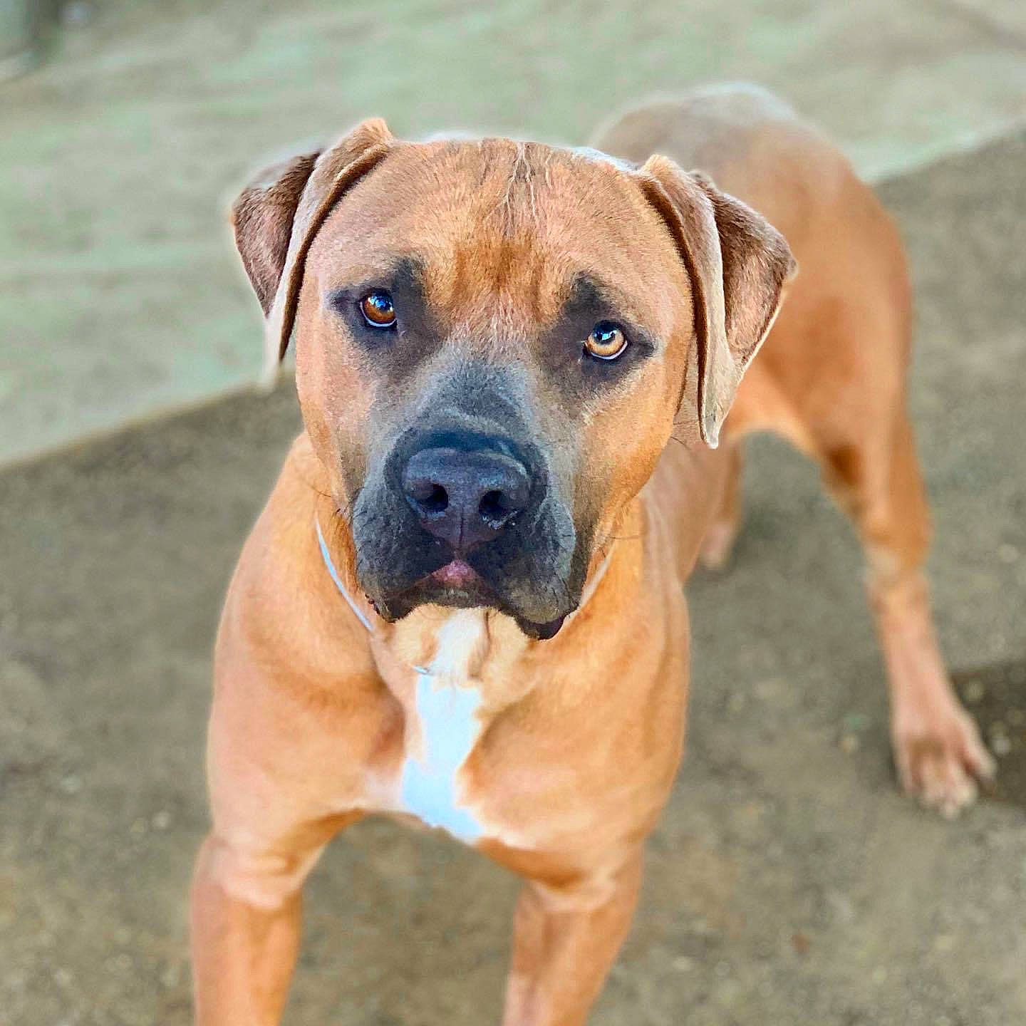 Diggy is registered to the contest to win money with this photo: canidae, carnivore, collar, companion_dog, dog, dog_breed, dog_collar, fawn, hunting_dog, liver, non_sporting_group, pet_supply, snout, sporting_group, terrestrial_animal, whiskers, working_animal, working_dog