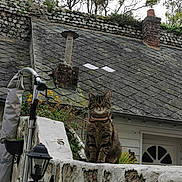 Kalina a rejoint le concours — aidez-le/la à gagner de superbes lots ! animal, cat, chimney, collar, curious, daylight, fence, flowers, garden, house, lamp, nature, outdoor, pet, plants, roof, sitting, stone_wall, tabby, window