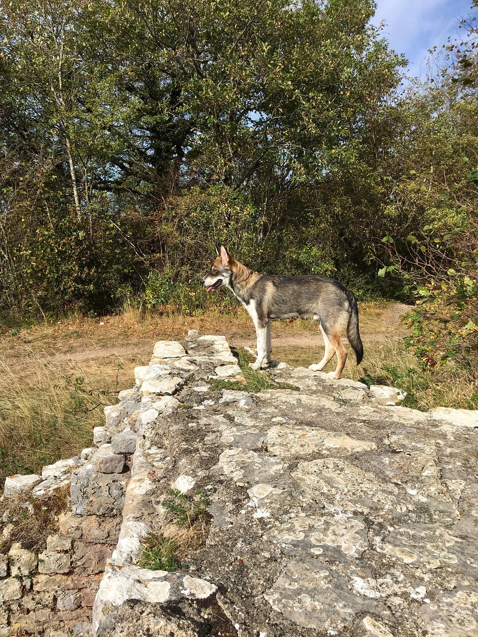 Sonny a rejoint le concours — aidez-le/la à gagner de superbes lots ! burro, fawn, goats, national_park, plant_community, rock, tree, wildlife