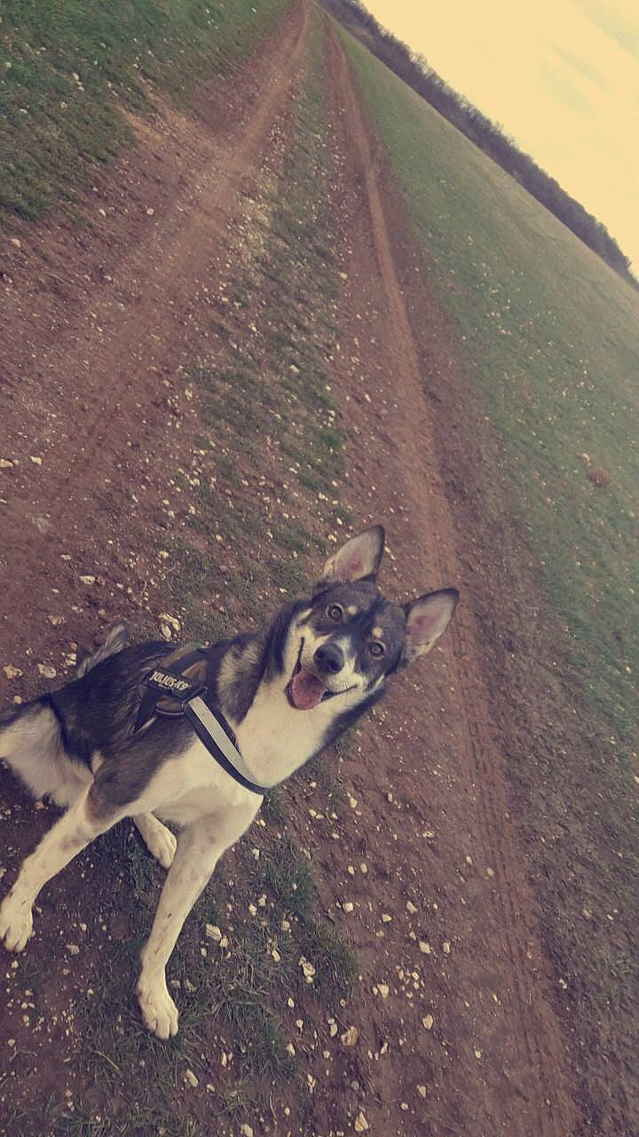 Sonny participe au concours pour gagner de l'argent avec cette photo : alaskan_klee_kai, alaskan_malamute, canidae, carnivore, dog, dog_breed, northern_inuit_dog, road, siberian_husky, sled_dog, wolfdog, working_dog