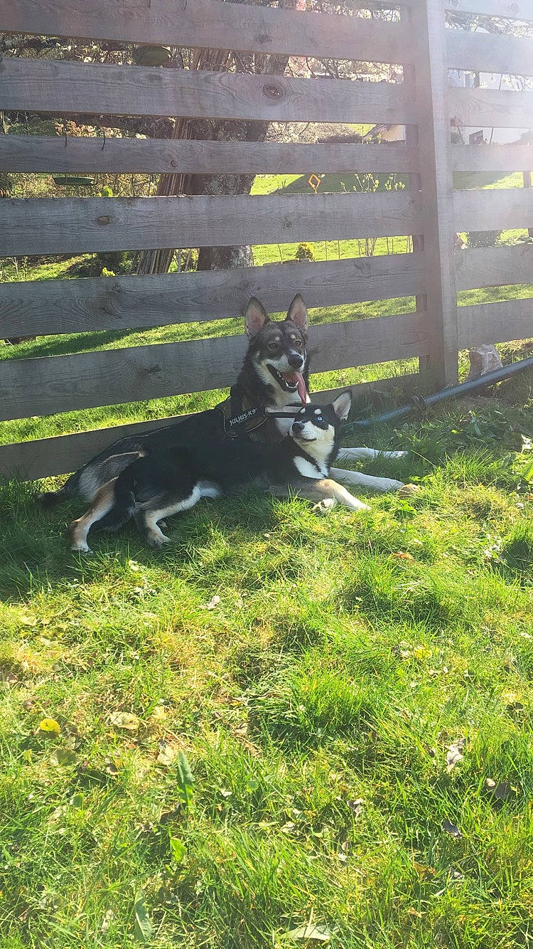 Sonny participe au concours pour gagner de l'argent avec cette photo : canidae, carnivore, dog, dog_breed, grass, mammal, siberian_husky, vertebrate, wolfdog