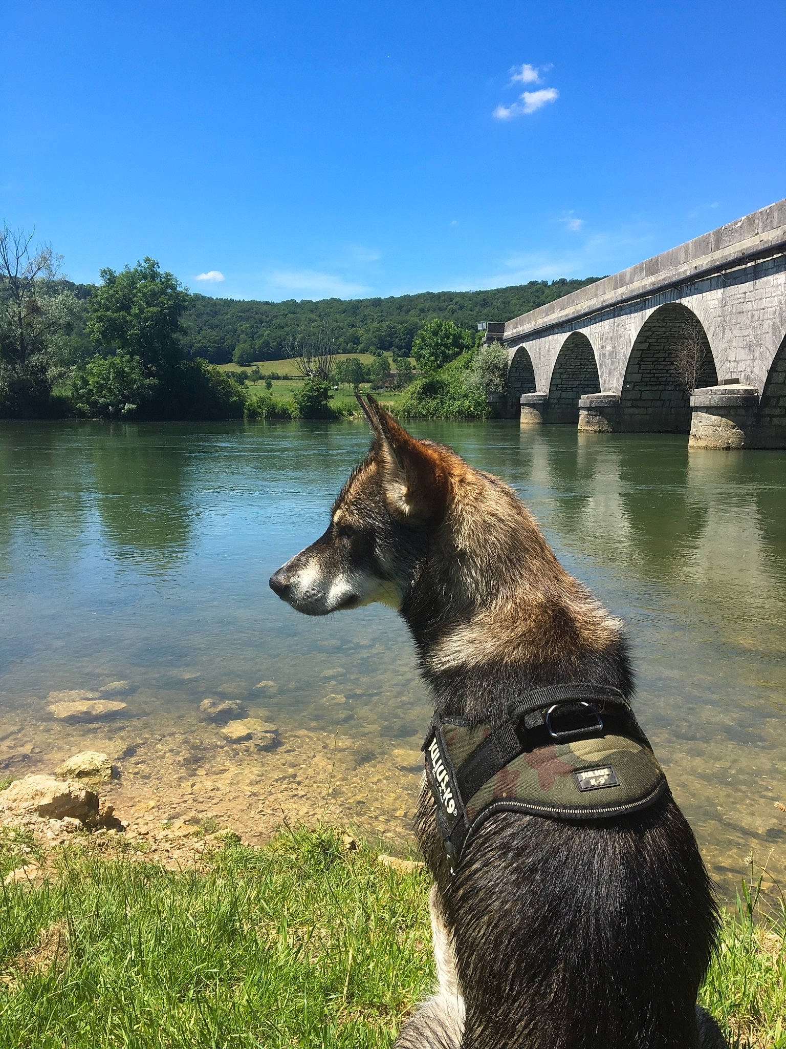 Sonny a rejoint le concours — aidez-le/la à gagner de superbes lots ! bank, belgian_shepherd, bridge, canidae, carnivore, dog, dog_breed, dutch_shepherd_dog, east_european_shepherd, german_shepherd_dog, kai_ken, kunming_wolfdog, mammal, old_german_shepherd_dog, river, saarloos_wolfdog, vertebrate, watercourse, wolfdog, working_dog