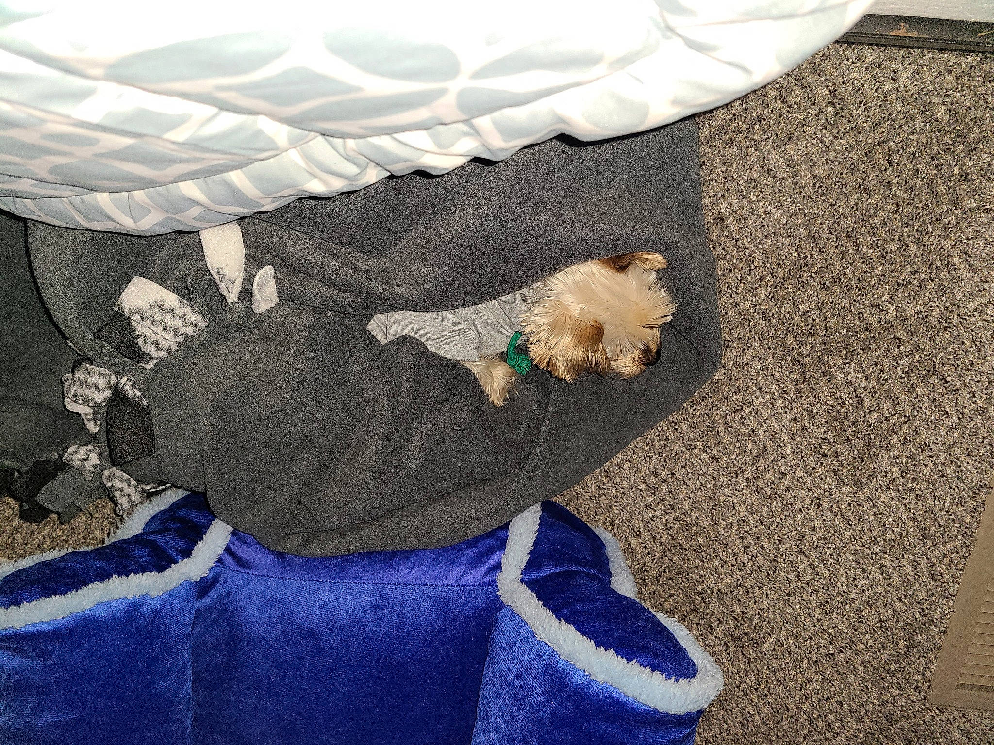 Ryder Barkruffalo is registered to the contest to win money with this photo: canidae, carnivore, comfort, companion_dog, dog, dog_breed, dog_clothes, dog_supply, felidae, floor, flooring, fur, hat, linens, pattern, small_to_medium_sized_cats, sporting_group, stuffed_toy, tail, toy_dog