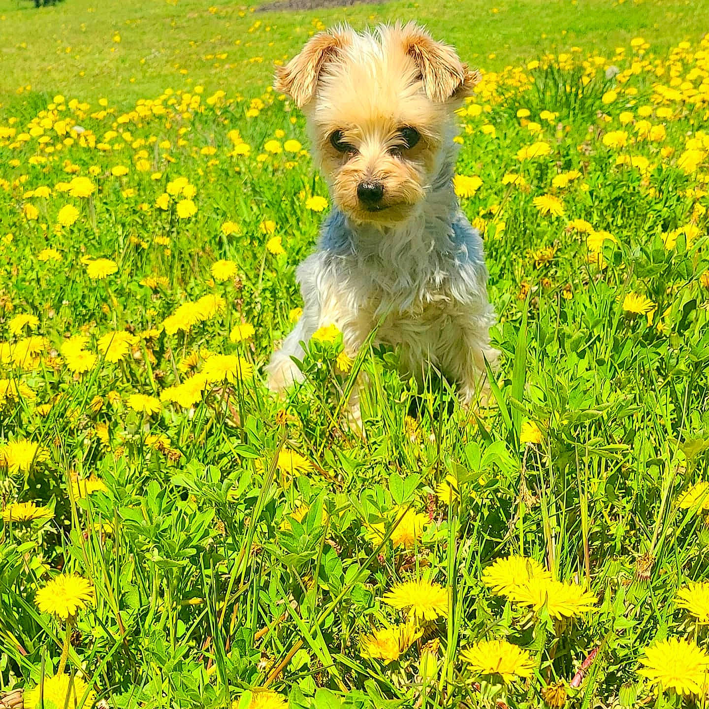 Ryder Barkruffalo joined the competition — help win amazing prizes! carnivore, companion_dog, dog, dog_breed, field, flower, flowering_plant, grass, grassland, groundcover, herbaceous_plant, meadow, natural_landscape, people_in_nature, plant, prairie, small_terrier, terrier, toy_dog, wildflower
