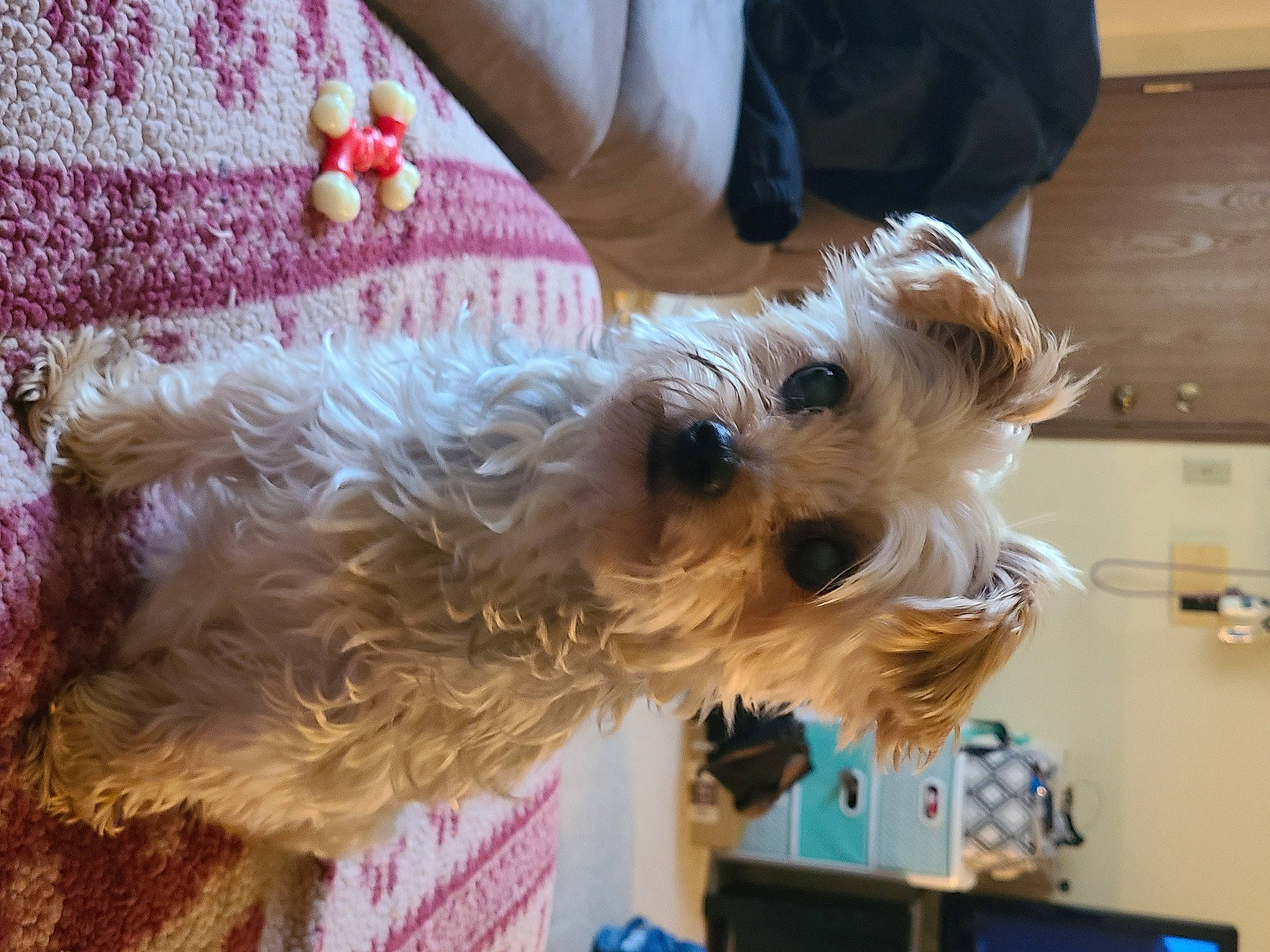 Ryder Barkruffalo joined the competition — help win amazing prizes! canidae, carnivore, collar, companion_dog, dog, dog_breed, dog_clothes, dog_collar, dog_supply, fashion_accessory, fawn, fur, pet_supply, schnauzer, small_terrier, snout, sporting_group, terrier, toy_dog, working_animal