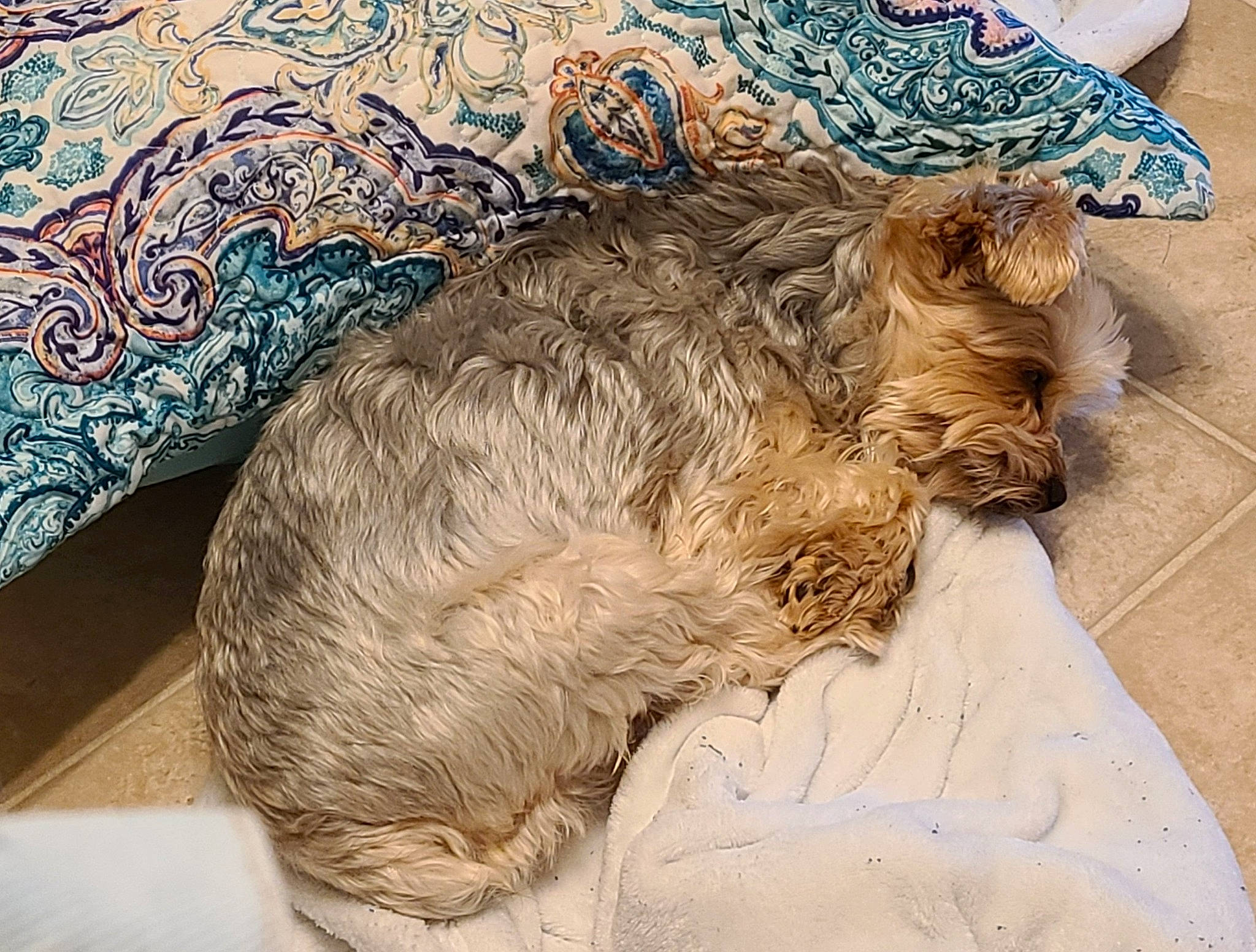 Ryder Barkruffalo is registered to the contest to win money with this photo: art, carnivore, cat, claw, comfort, companion_dog, couch, dog_breed, domestic_short_haired_cat, drawing, fawn, felidae, fur, human_leg, painting, paw, small_to_medium_sized_cats, tail, terrestrial_animal, whiskers