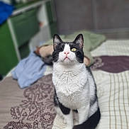 Pirate participe au concours pour gagner de l'argent avec cette photo : cat, one-eyed, black_and_white, pet, bed, blanket, patterned, indoor, feline, sitting, curious, fur, whiskers, ears, animal, domestic, cozy, soft_focus, home, looking_up