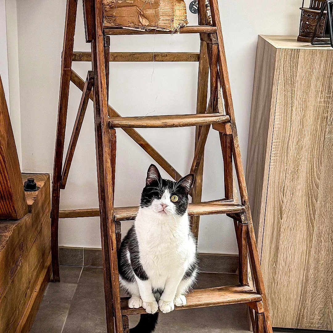Pirate participe au concours pour gagner de l'argent avec cette photo : animal, black_and_white_cat, cat, cozy, curious, decor, domestic_cat, floor_tiles, furniture, home, indoor, looking, old_books, pet, portrait, resting, sitting, vintage_camera, wood, wooden_ladder