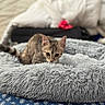 Bulle a rejoint le concours — aidez-le/la à gagner de superbes lots ! kitten, cat, tabby, pet_bed, fluffy, gray, indoor, curious, animal, feline, playful, young_cat, soft_texture, cozy, resting, bed, fur, close_up, domestic_animal, cute