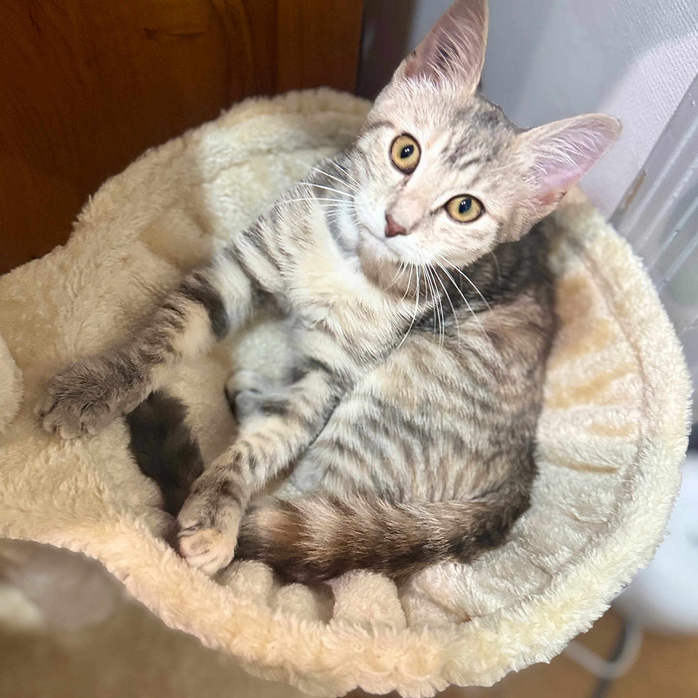 Bulle a rejoint le concours — aidez-le/la à gagner de superbes lots ! cat, tabby, pet, animal, feline, bed, cozy, fur, whiskers, ears, eyes, paws, indoor, cute, resting, soft, comfort, home, curious, relaxed