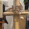 Bulle participe au concours pour gagner de l'argent avec cette photo : cat, tabby_cat, cat_tree, pet, indoor, relaxed, sleepy, paw, furniture, household, hat, hanging, cozy, animal, feline, fur, scratching_post, toy, resting, cute