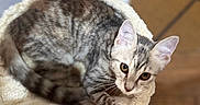 Bulle participe au concours pour gagner de l'argent avec cette photo : cat, kitten, tabby, pet, animal, fur, ears, whiskers, eyes, claws, soft, perch, indoor, floor, tile, slippers, curious, resting, cozy, home