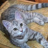 cat, tabby, indoor, chair, woven_chair, pet, feline, curious, gray_fur, relaxed, looking_up, domestic_animal, wooden_chair, animal, paw, whiskers, ears, floor, human_hand, companion