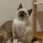Osyra participe au concours pour gagner de l'argent avec cette photo : cat, kitten, feline, pet, indoor, wooden_perch, curious, fluffy, sitting, playing, animal, cute, young, brown, white, tabby, fur, ears, paws, domestic