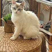 Dulcine a rejoint le concours — aidez-le/la à gagner de superbes lots ! cat, white_cat, blue_eyes, indoor, wicker_table, plant, furniture, cozy, curious, fluffy, pet, domestic_animal, household, relaxed, table, decor, tail, sitting, feline, closeup