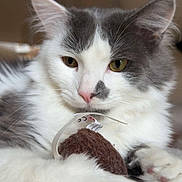 Bolduc participe au concours pour gagner de l'argent avec cette photo : cat, white, gray, fur, toy, tag, closeup, pet, animal, indoor, cute, relaxed, soft, claws, whiskers, face, ears, paws, muzzle, domestic
