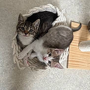 Nafira Et Milo a rejoint le concours — aidez-le/la à gagner de superbes lots ! kitten, cat, tabby, gray_cat, basket, floor, cute, pet, animal, feline, whiskers, ears, tail, indoor, curious, young, cuddling, cozy, wood, scratch_post