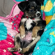 Posty is registered to the contest to win money with this photo: puppy, dog, blanket, colorful, cute, small, fur, paw, collar, indoor, pet, relaxed, lying_down, cozy, young, animal, sleepy, soft, star_pattern, pink